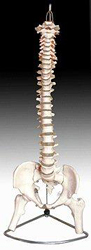 Complete Spine Pharmaceutical and Anatomical Model Gifts